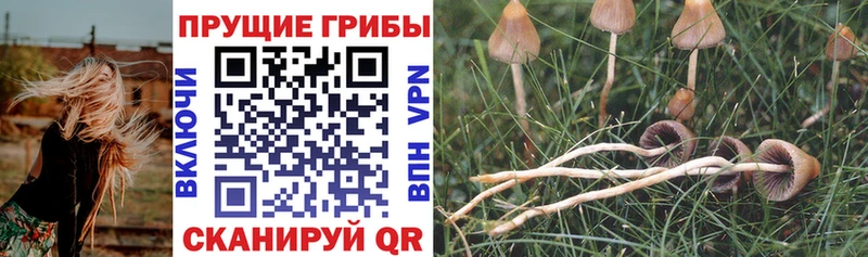 Псилоцибиновые грибы Psilocybine cubensis  наркотики  KRAKEN онион  Боготол 